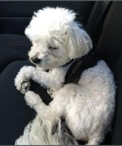 Andis 65730 Stainless-Steel Comb for Knots, Mats & Loose Hair Removal - Effective Dematting Tool, Comfortable, Lightweight, Portable & Safe for Dogs, Cats & Pets – Silver, 7-1/2-Inch 7 1/2" 30 41S9CixIP1L 1