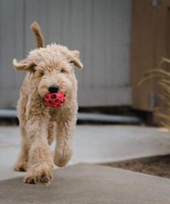 JW Pet Hol-ee Roller Dog Toy Puzzle Ball, Natural Rubber, Medium (4.5 Inch Diameter), Colors May Vary 19 41TIwtB cRL