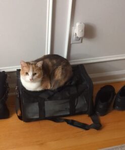 Amazon Basics Soft-Sided Mesh Pet Travel Carrier for Dog, Cat, Medium, 16.5"L x 9.4"W x 9.8"H, Black Without Wheels 44 41TQx4gLyWL