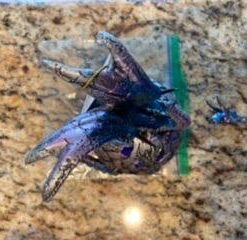 George S. Chen Imports Dragon on Light Up LED Orb Statue Display (Ss-g-71512) 41 41TUzDJAS7L