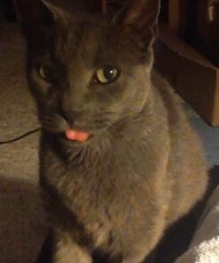 SHEBA PERFECT PORTIONS Paté Adult Wet Cat Food Trays (24 Count, 48 Servings), Savory Chicken and Roasted Turkey Entrée, Easy Peel Twin-Pack Trays 1.32 Ounce (Pack of 24) 33 41UU8nEz6L