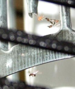 Flowtron Bug Zapper, 1/2 Acre of Outdoor Coverage with Powerful 15W Bulb & 5600V Instant Killing Grid, Electric Insect, Fly & Mosquito Zapper, Made in The USA 22 41UrUiaCJVL