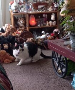 Arm & Hammer Clump & Seal Litter, MultiCat 19lb Box 19 Pound Multicolor 31 41VGmnZ3tlL