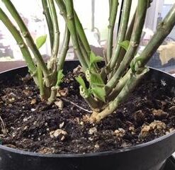 Jobe’s 05101, Fertilizer Spikes, For Fern & Palm, 30 Spikes 30 41VVEW4SACL