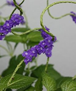 Onalee's Seeds Blue Porterweed, Stachytarpheta urticifolia, Seeds. Butterfly Magnet! Direct from The Grower in The USA! (24+ Seeds) 9 41VrRG2x81L