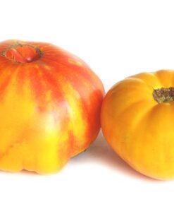 Alternative view of Clovers Garden Heirloom Pineapple Tomato Plant- Two (2) Live Plants – Not Seeds – in 3.5 Inch Pots