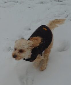 Kuoser Cozy Waterproof Windproof Reversible British Style Plaid Dog Vest Winter Coat Warm Dog Apparel for Cold Weather Dog Jacket for Small Medium Large Dogs with Furry Collar (XS - 3XL),Red M Medium (Pack of 1) Red 29 41XmP0xGEnL