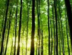 Morning Altars: A 7-Step Practice to Nourish Your Spirit through Nature, Art, and Ritual 31 41Y2kjOq5kL