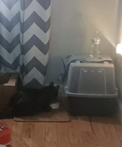 IRIS USA Large Split-Hood Cat Litter Box with Scoop and Grate, Blue Split Hooded - Navy 44 41YJg9 jUPL