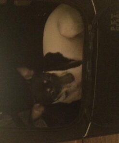 Pet Gear I-GO2 Roller Backpack, Travel Carrier, Car Seat for Cats/Dogs, Mesh Ventilation, Included Tether, Telescoping Handle, Storage Pouch 22.0"L x 13.5"W x 16.0"H 51 41Z3vlfYsPL