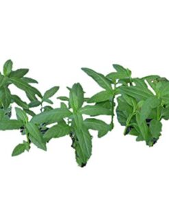 Alternative view of Bloodflower Milkweed - Asclepias curassavica - 80 Seeds, 1/2 Gram - B212