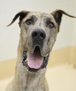 Red Vines Sugar Free Licorice, Strawberry Flavor, Soft & Chewy Candy Twists, 5oz Bags (12 Pack) 9 41bN7MpqDIL