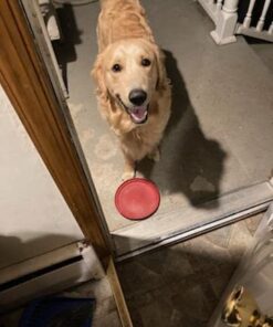 Zesty Paws Calming Chews for Dogs Composure & Relaxation for Everyday Stress & Separation Advanced Melatonin 90 Count Turkey - Melatonin 90 Count (Pack of 1) 41 41bwnTpFHbL