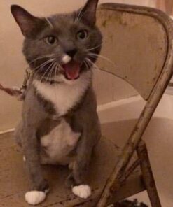 Maxshop Dog Grooming Kit, Low Noise Rechargeable Dogs Shaver Clippers Electric Quiet Dog Hair Trimmer for Dogs and Cats with Comb Guides Scissors Nail Kits (Gold Black) Gold Black 58 41cvtY9niNL