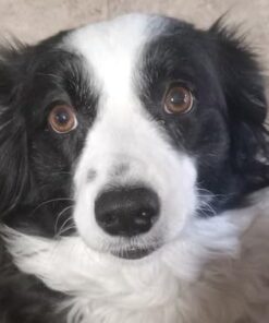 Savory Prime Cod Skin Fish Strips, 16-Ounce, No Artificial Color, All Breed Sizes (62016) 25 41cx HbzYsL