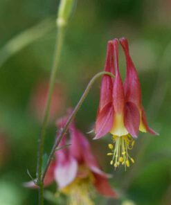 Alternative view of Outsidepride Aquilegia Canadensis Columbine Eastern Red Garden Flower - 1000 Seeds