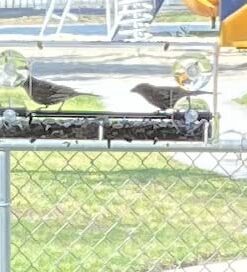 Wild Birds of Joy Window Bird Feeder with 4 Super Strong Suction Cups & Sliding Seed Tray, Large, Clear Acrylic, Easy Clean, Outdoor Bird Feeders, Outside View Up Close of Finch, Cardinal and Blue Jay 50 41dTniEAEdL