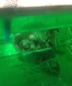 Smart Mouse Trap - Humane Mousetrap 43 41e0vPockkL