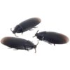 Loftus 12- Fake Roaches Prank Novelty Cockroach 44 41eGctEdYL