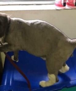 Maxshop Dog Grooming Kit, Low Noise Rechargeable Dogs Shaver Clippers Electric Quiet Dog Hair Trimmer for Dogs and Cats with Comb Guides Scissors Nail Kits (Gold Black) Gold Black 59 41fPxU67vL