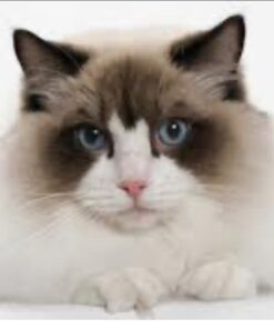 Blue Buffalo Cat Food, Natural Chicken Recipe, Wilderness High Protein, Adult Dry Cat Food, 12 lb bag 12 Pound (Pack of 1) 31 41gsQwSVnzL