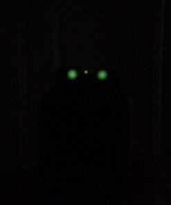 TRUGLO TFO Tritium & Fiber-Optic Handgun Sight | Snag-Resistant Front & Rear Bright Night Sights, Compatible with Glock Handguns Green Glock Low Set 34 41hezZNWczL