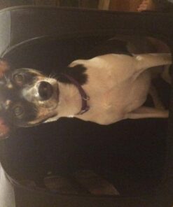 Pet Gear I-GO2 Roller Backpack, Travel Carrier, Car Seat for Cats/Dogs, Mesh Ventilation, Included Tether, Telescoping Handle, Storage Pouch 22.0"L x 13.5"W x 16.0"H 52 41iB83DS3JL