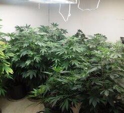 Weighmax Electronic Kitchen Scale - Weighmax 2810-2KG black 1 Count (Pack of 1) 33 41j69iL7lZL