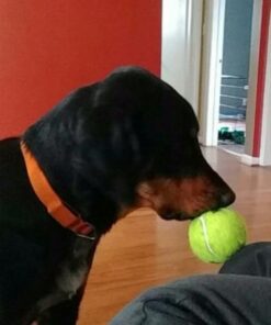 SqueakAir Ball Large Large (Pack of 1) Standard Packaging 32 41jykDL9P9L