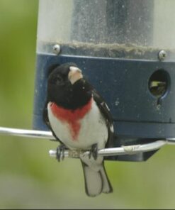 Droll Yankees 21964205201 787461785928 Squirrel Proof Bird Feeder, Yankee Whipper, 28-Inch, 4 P, Evening Blue 26 41lhNcl47oL