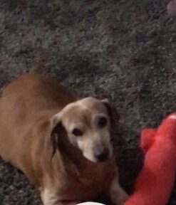 Trader Joe's Glucosamine Chondroitin for Dogs 11 41mJtO9IJPL