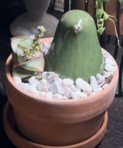 FATPLANTS 10 Living Succulent Cuttings 50 41oWgHns5SL