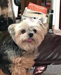 The Amazing Afterlife of Animals: Messages and Signs From Our Pets On The Other Side 20 41oig8RCgtL