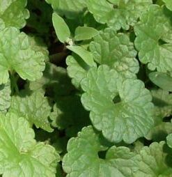 Ortho Weed B Gon Chickweed, Clover & Oxalis Killer for Lawns, 32 Oz. Ready to Spray 28 41rKbVt8JbL