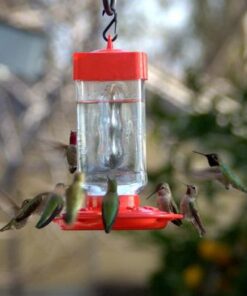 First Nature 3055 32-ounce Hummingbird Feeder 41 41rVS83TZVL