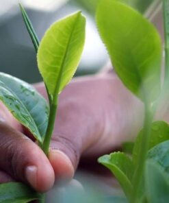 Basilur | Green Tea Variety Pack | Single Origin Pure Ceylon Green Tea | Garden Fresh & Antioxidant Rich | 25 Ct String & Tag Teabags | Pack of 6 13 41rXlpjJgL