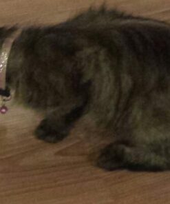 HEXBUG Mouse Robotic Cat Toy (GREY) for all breed sizes 25 41ru2fo5PqL