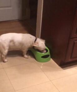 Cottonelle FreshCare Flushable Wipes for Adults, Alcohol Free, White, Pack of 42 Wet Wipes 42 Count (Pack of 1) 27 41sXNECwTRL