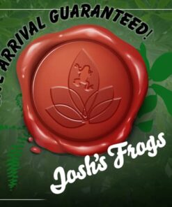 Josh's Frogs Producing Flightless Drosophila Hydei Fruit Fly Culture Black 17 41srUGBOhL 1