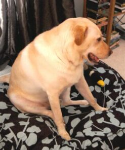 Molly Mutt Huge Dog Bed Cover - Your Hand in Mine Print - Measures 36”x45”x5’’ - 100% Cotton - Durable - Breathable - Sustainable - Machine Washable Dog Bed Cover 33 41tLP5eHeYL