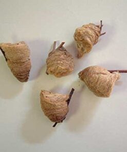 Praying Mantis (5) Egg Cases with Habitat Cup- 5 Egg Cases & 1,500 Live Ladybugs 27 41tzs3fUgCL 1