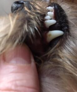 Proden PlaqueOff Dental Care for Dogs and Cats, 180gm 42 41uuIAIAVfL