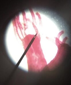 AmScope M150C-I 40X-1000X All-Metal Optical Glass Lenses Cordless LED Student Biological Compound Microscope 55 41v0eo71D7L