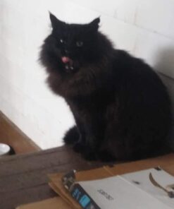 Rocco & Roxie Stain & Odor Eliminator for Strong Odor - Enzyme Pet Odor Eliminator for Home - Carpet Stain Remover for Cats and Dog Pee - Enzymatic Cat Urine Destroyer - Carpet Cleaner Spray (Gallon) Gallon 38 41vSpRZdnvL