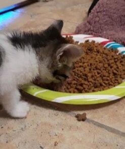 Purina Fancy Feast Pate Wet Kitten - (24) 3 oz. Cans 30 41w8XRpOeML