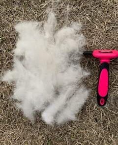 DakPets Pet Deshedding Tool | Professional Cat and Dog Brush for Shedding | Fur Deshedding Brush and Pet Hair Remover for Cats and Dogs | Stainless Steel Cat and Dog Shedding Brush for Pet Grooming Hot Pink 59 41wRZMM63ML