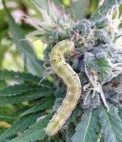 Monterey LG6332 Bacillus Thuringiensis (B.t.) Worm & Caterpillar Killer Insecticide/Pesticide Treatment Concentrate, 16 oz 1 pint (16 oz.) 31 41wbX1R4CEL