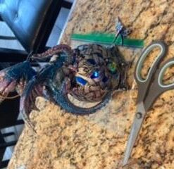 George S. Chen Imports Dragon on Light Up LED Orb Statue Display (Ss-g-71512) 42 41x2Dzqa4OL