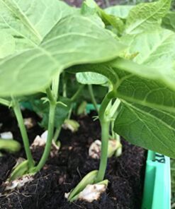 Ladbrooke Genuine Soil Block Maker - Mini 4 Hand Held - Most Popular Soil Blocking Tool, Made in England 30 41xOC8qegL