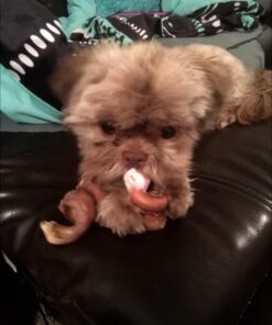 Best Bully Sticks All Natural Dog Chews - 5-6 Inch Curly Bully Sticks - USA Baked & Packed - Highly Digestible, Limited Ingredient, Rawhide Alternative Dog Chew - 12 Pack 5-6 Inch (12 Pack) 15 41y4YcBtf0L